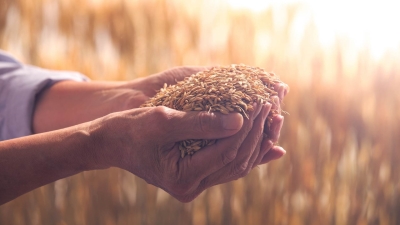 قاموس «First».. ما هو مؤشر الأمن الغذائي وما الدول العربية المتصدرة؟