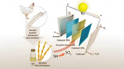 أخضر: من ريش الدجاج.. باحثون ينجحون في توليد الكهرباء النظيفة