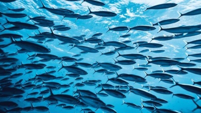 قاموس «First»: ما المقصود بالسندات الزرقاء؟