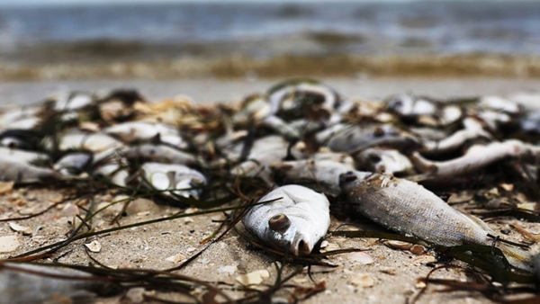 أخضر: التغيرات المناخية.. أسباب كامنة وراء إنهيار الثروة السمكية