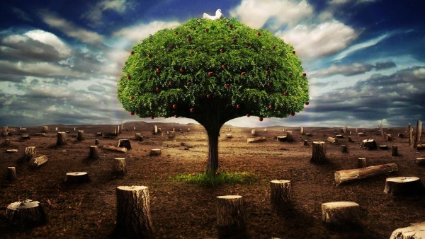 أخضر: «قطع أشجار الغابات».. كيف يعيق البشر توازن النظام البيئي؟!