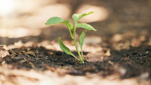 أخضر: التغير المناخي ومستقبل الغذاء