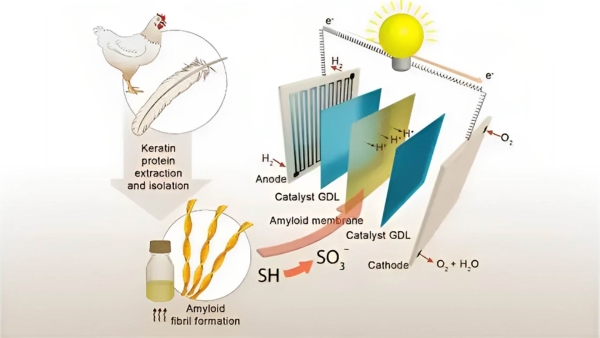 أخضر: من ريش الدجاج.. باحثون ينجحون في توليد الكهرباء النظيفة