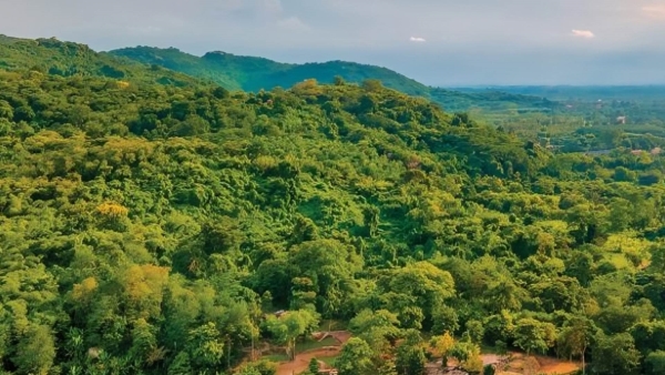 أخضر: الغابات تساند البشر في معركة المناخ!