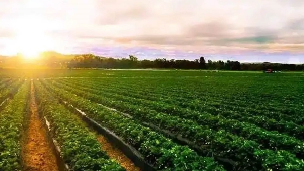 أخضر: الاقتصاد الأخضر في مصر.. جهود مستمرة لحماية البيئة