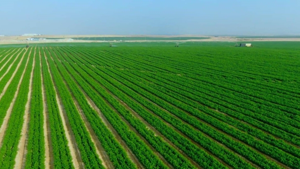 أخضر: القطاع الزراعي ومستقبل الأمن الغذائي في مصر